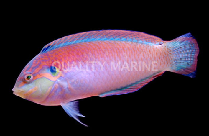 Blackear Wrasse