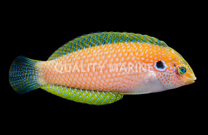 Blackear Wrasse