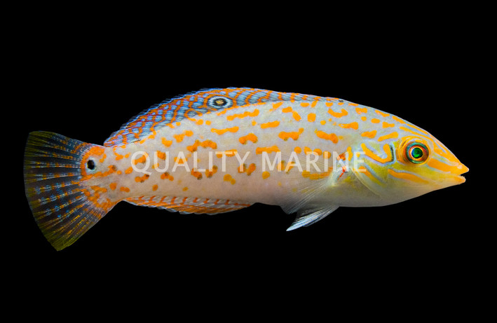 Timor Wrasse