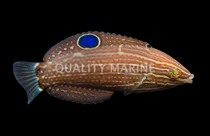 Dusky Margined Wrasse, Juvenile