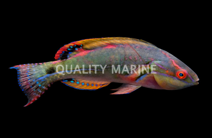 Exquisite Fairy Wrassse, Male