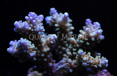 Purple Tip Green Divaricata Acropora Coral :: 66192