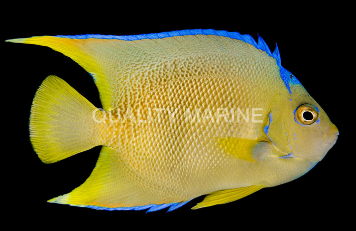 Blue Angelfish, Adult