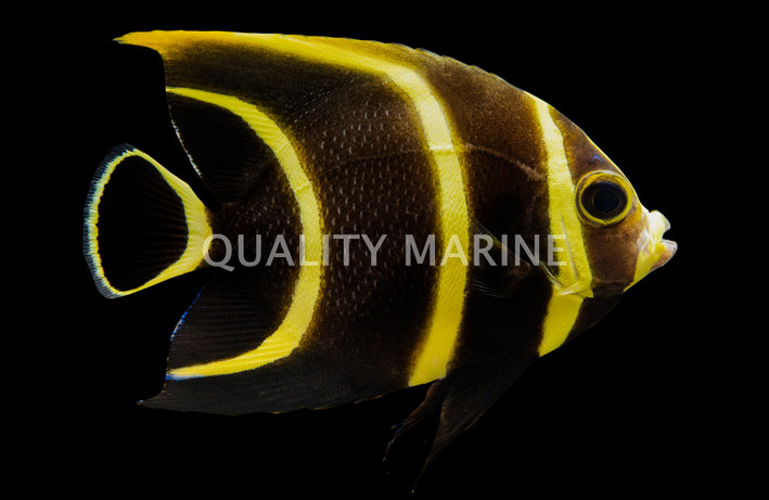 French Angelfish, Juvenile