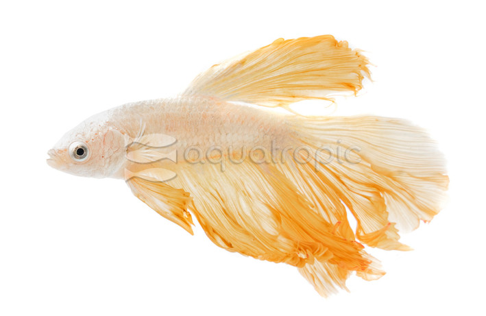 Yellow Snow White Dragon Betta, Male :: 10823
