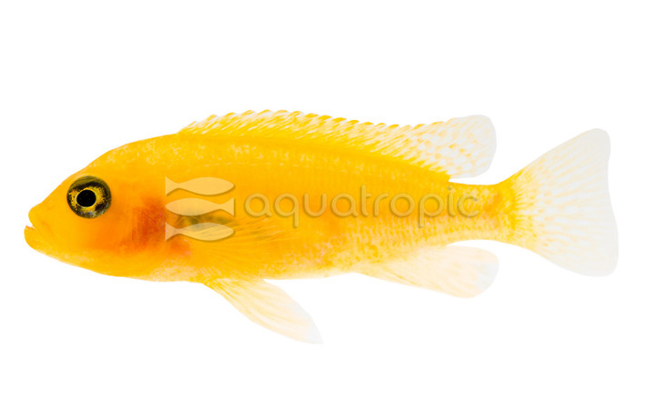 Red Zebra Malawi Cichlid :: 12925