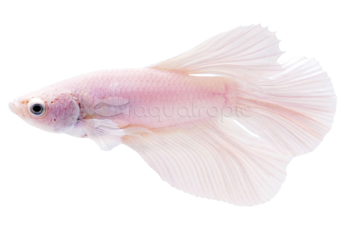 Halfmoon White, Male :: 13159