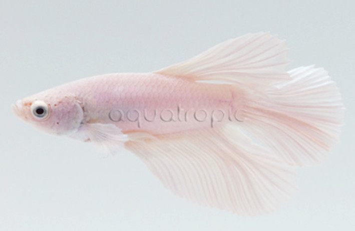 Male Halfmoon White :: 13159