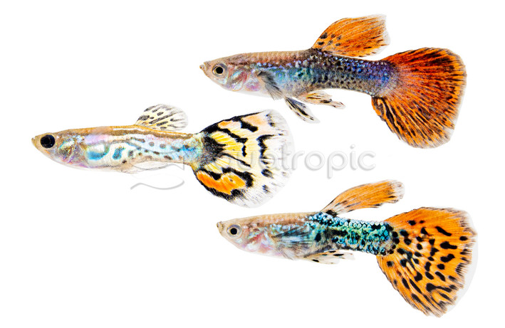 Mixed Cobra Guppy, Male :: 15164