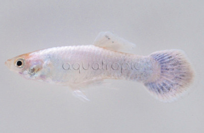 Snow White Guppy, Male :: 17917