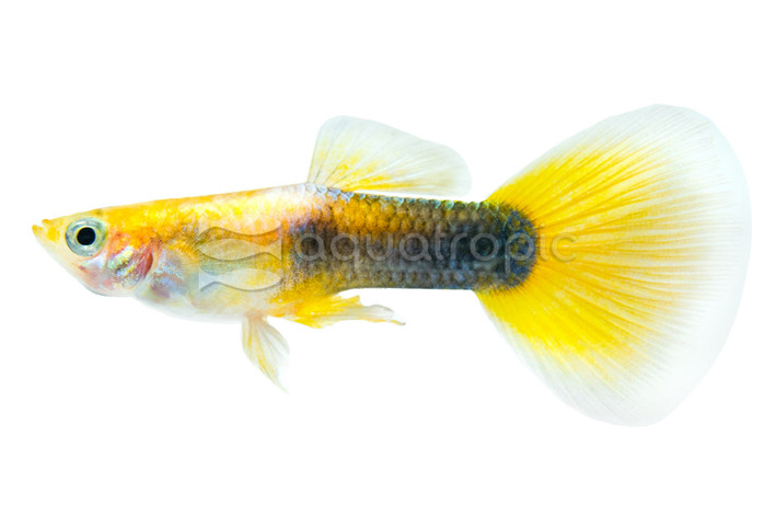 Yellow Tux Guppy, Male  :: 19918