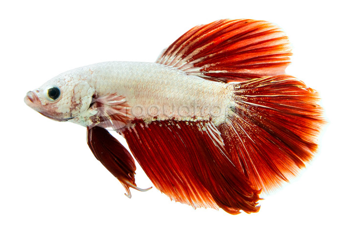 Red Snow White Dragon Betta, Male :: 27793
