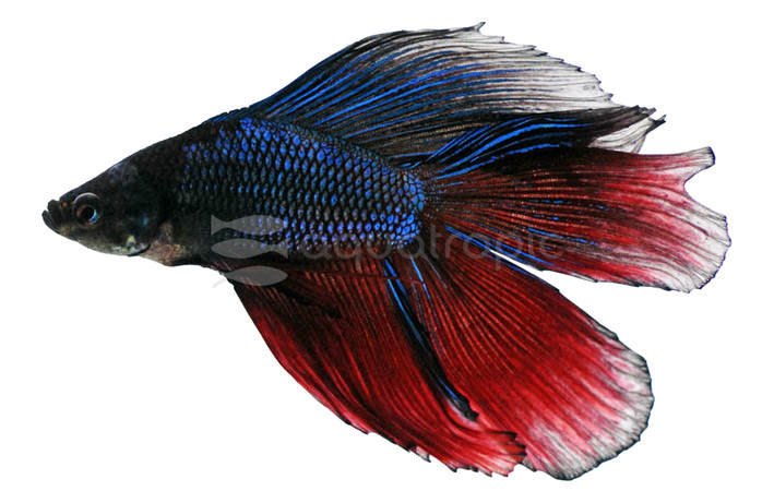 Mixed Colors Doubletail Betta, Male :: 31862