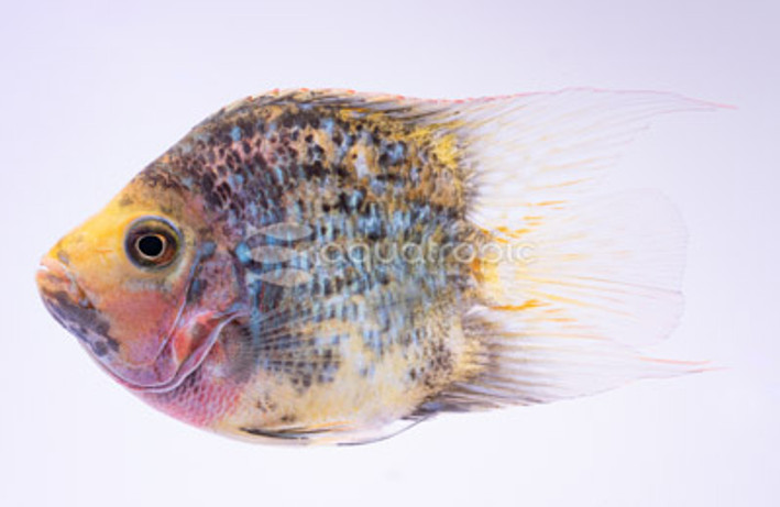 Flowerhorn Rainbow Texas Balloon :: 35477