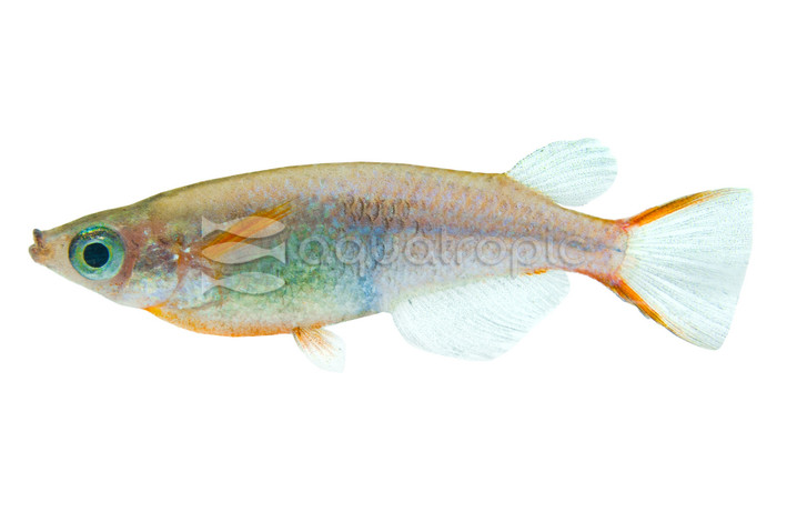 Rice Fish Daisy's Blue :: 37003