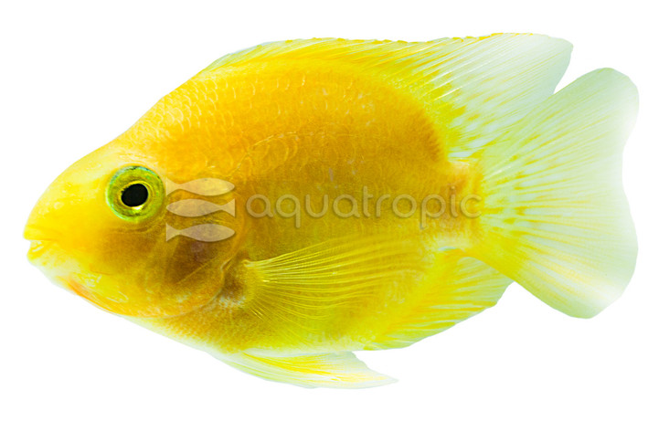 Parrot Yellow :: 40553