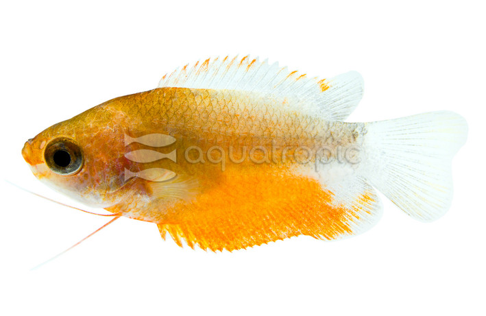 Dwarf Honey Sunset Gourami :: 41631