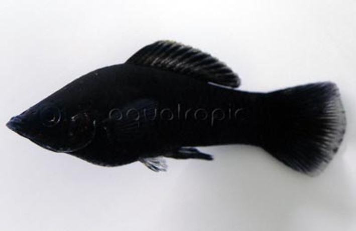 Black Sailfin :: 42944