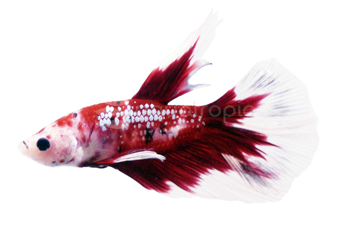Super Koi Delta Betta, Male :: 44067
