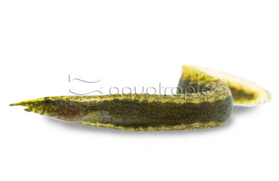 Half-Banded Spiny Eel :: 45903