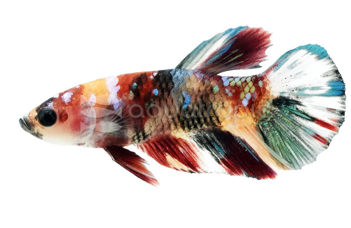 Male Plakat Koi Nemo :: 49838
