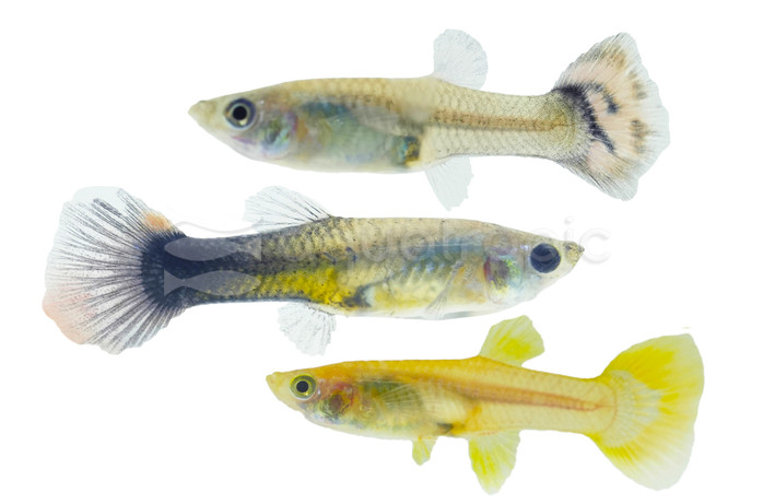 Assorted Guppy, Female :: 57490
