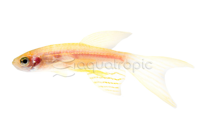 Gold Longfin :: 58718