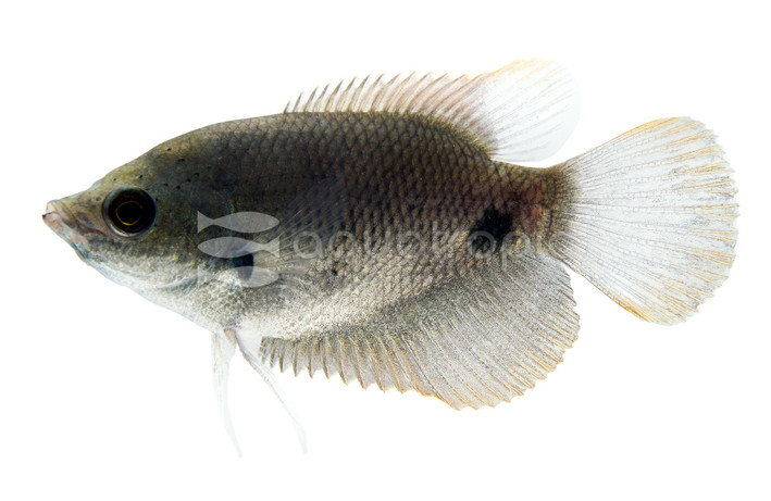 Giant Redtail Gourami :: 59462