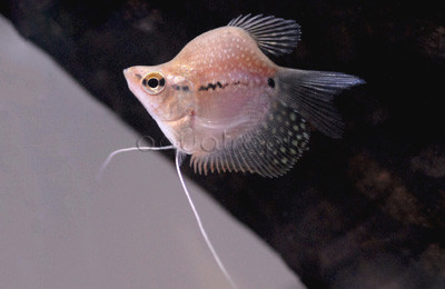Pearl Balloon Body Gourami :: 61734