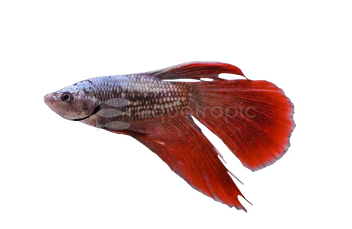Longfin Dragon Scale Mixed Color, Male :: 62685
