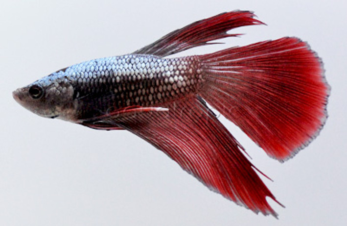 Male Longfin Dragon Scale Mixed Color :: 62685