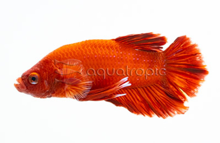 Male Plakat Red Dragon :: 64601