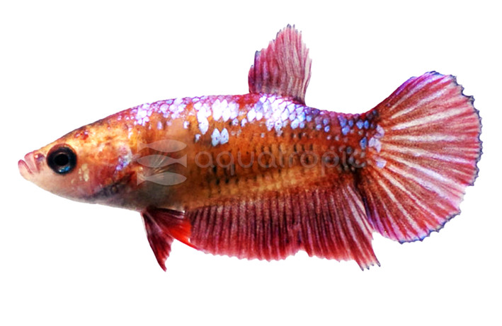 Metallic Marble Roundtail Betta, Female :: 64894