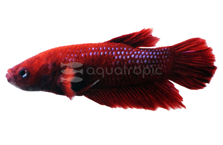 Roundtail Red, Male :: 65725