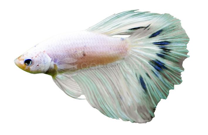 Longfin White Opaque, Male :: 66730