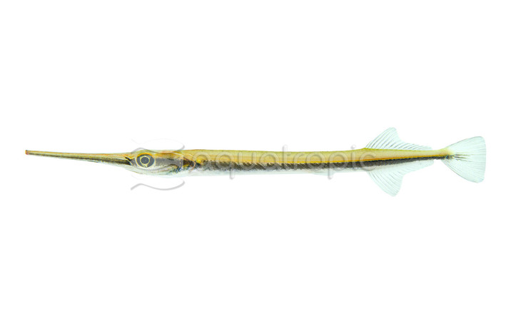 Freshwater Needlefish Gar :: 67640