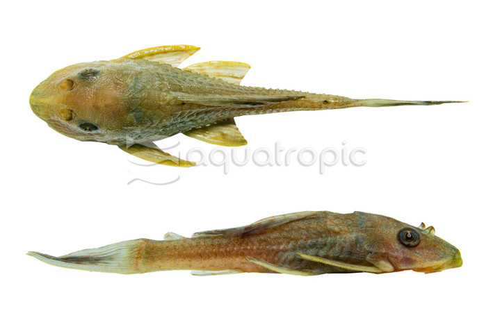 Chocolate Albino Plecostomus :: 67827