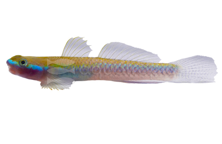 Cobalt Blue Stiphodon Goby :: 72728