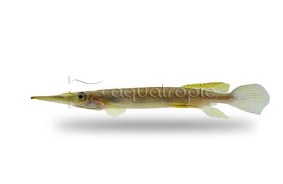 Celebes Liemi Half Beak :: 73065