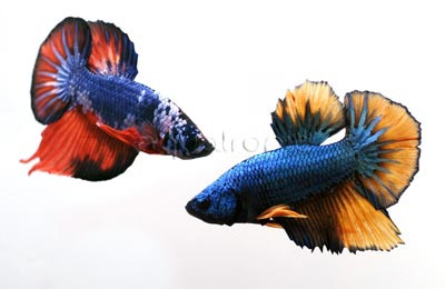 Roundtail Metallic Marble, Male :: 74675