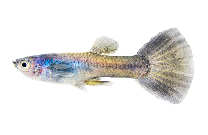 Moscow Blue Guppy, Male :: 75136