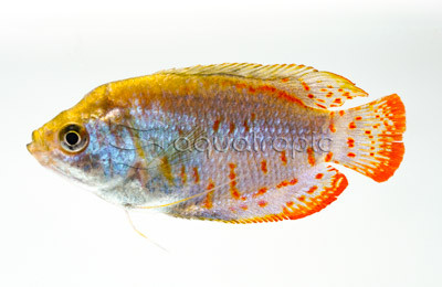 Coral Blue Dwarf Gourami, Male :: 75254