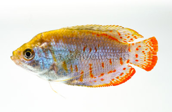 Dwarf Coral Blue :: 75254