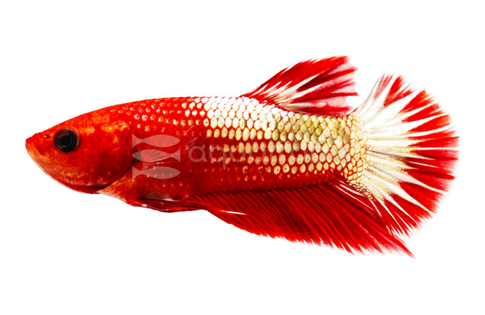 Plakat Hellboy Betta, Male :: 79049