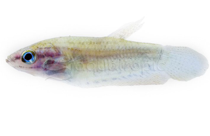Croaking Gourami :: 79613