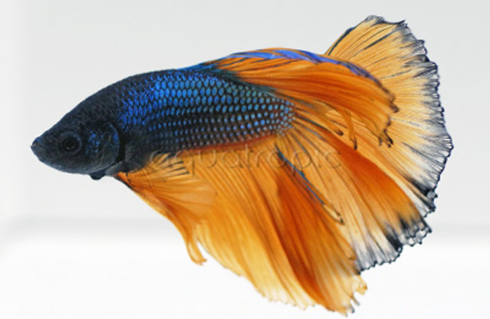 Male Halfmoon Mustard & Blue :: 81353