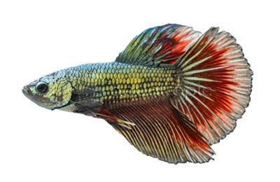 Copper Betta, Male  :: 86833