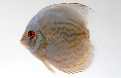 Blue Turquoise Discus :: 88138