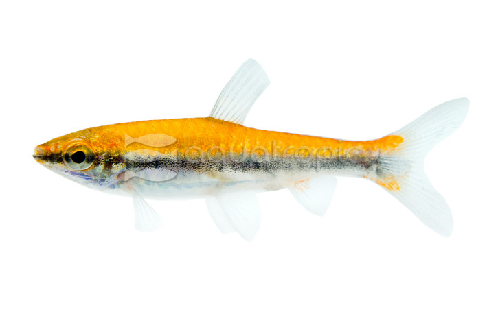 Beckford's Red Pencilfish :: 88634