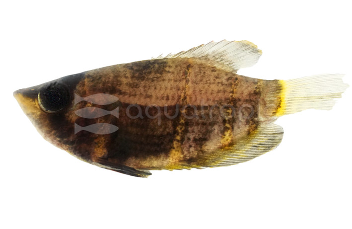 Chocolate Gourami :: 88907